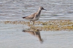 Filename=Wood_Sandpiper_-_KoB_7_May_2014_28129.jpg
Filesize=92KiB
Dimensions=600x400
Date added=May 07, 2014 Wood_Sandpiper_-_KoB_7_May_2014_28129.jpg