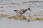 Wood_Sandpiper_-_KoB_7_May_2014_28229.jpg