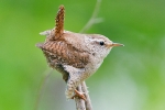 Wren_-_KoB_10_May_2013.jpg