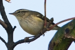 Yellow-browed_Warbler_-_Donna_Nook_14_Oct_2011__(2).jpg