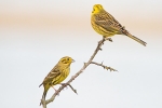 Yellowhammer_-_Frampton_15_Feb_2013_28129_edited-1.jpg