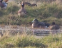 Filename=American_Wigeon-2.jpg
Filesize=112KiB
Dimensions=335x258
Date added=Feb 18, 2013 American_Wigeon-2.jpg