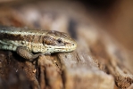 Common_Lizard_lbc.jpg