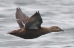 Filename=Eider_sp_lbc.jpg
Filesize=88KiB
Dimensions=555x362
Date added=Apr 22, 2012 Eider_sp_lbc.jpg