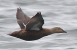 Eider_sp_lbc.jpg