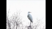 Filename=GWE.png
Filesize=94KiB
Dimensions=465x262
Date added=Jan 29, 2012 GWE.png