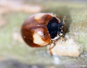 Ladybird_sp_3lbc.jpg