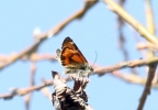 Filename=Moth_sp_lbc.jpg
Filesize=83KiB
Dimensions=582x402
Date added=Mar 22, 2012 Moth_sp_lbc.jpg