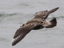 Filename=Skua_3_bc.jpg
Filesize=78KiB
Dimensions=600x449
Date added=Oct 18, 2011 Skua_3_bc.jpg