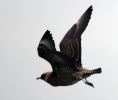 Filename=Skua_bc.jpg
Filesize=66KiB
Dimensions=600x508
Date added=Oct 18, 2011 Skua_bc.jpg
