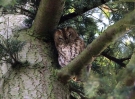 Filename=Tawny_Owl_lbc.jpg
Filesize=88KiB
Dimensions=640x473
Date added=Dec 17, 2011 Tawny_Owl_lbc.jpg