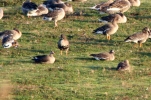 Filename=White_Fronted_Geese_lincsbirdclub.jpg
Filesize=82KiB
Dimensions=500x329
Date added=Nov 19, 2011 White_Fronted_Geese_lincsbirdclub.jpg