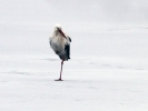 Filename=White_Stork_3lbc.jpg
Filesize=87KiB
Dimensions=600x449
Date added=Feb 09, 2012 White_Stork_3lbc.jpg