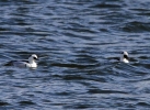 Filename=smewkirkby.jpg
Filesize=94KiB
Dimensions=700x509
Date added=Feb 23, 2012 smewkirkby.jpg
