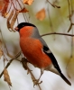 bullfinch-lbc.jpg