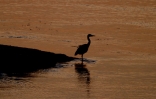 grey-heron_copy.jpg