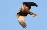 marsh-harrier3_copy.jpg