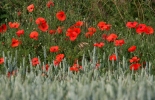 Filename=poppieslbc.jpg
Filesize=116KiB
Dimensions=600x385
Date added=Nov 11, 2011 poppieslbc.jpg