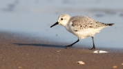 sanderling4.jpg