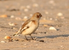 snowbunting_copy.jpg