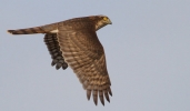 sprawk2_copy.jpg