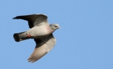 stock-dove-lbc.jpg