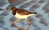 turnstone_copy.jpg