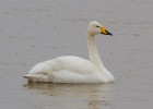 0806-Whooper-swan.jpg