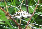 DSCF3401-Magpie-moth.jpg