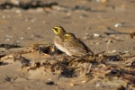 IMG---4402-Shore-larks.jpg