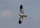 IMG--_2435-Hen-harrier.jpg