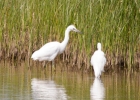 Filename=IMG-0703-Egret.jpg
Filesize=109KiB
Dimensions=700x500
Date added=Jul 06, 2013 IMG-0703-Egret.jpg