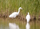 IMG-0703-Egret.jpg