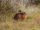 IMG-7115-Hare.jpg