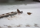 IMG3489-Woodlark.jpg