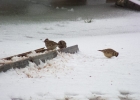 Filename=IMG3490-Woodlark.jpg
Filesize=56KiB
Dimensions=700x500
Date added=Jan 21, 2013 IMG3490-Woodlark.jpg