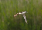 IMG7938-Greenshank.jpg