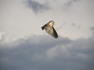 IMG_0103-Barn-owl.jpg