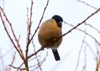 IMG_0113-Bullfinch.jpg