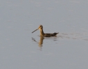 IMG_0379-Common-snipe.jpg