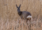 IMG_0388-Roe-deer.jpg