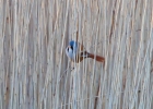 IMG_0412-Bearded-tit.jpg
