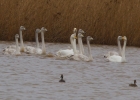 IMG_0590-Whooper-swan.jpg