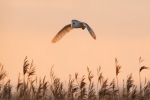 IMG_0665-Barn-owl~1.jpg