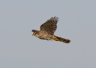 IMG_0675-Sparrowhawk.jpg