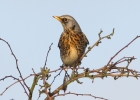 IMG_0865-Fieldfare.jpg