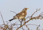 IMG_0868-Fieldfare.jpg