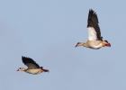 IMG_0930-Egyptian-geese.jpg