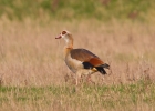 IMG_0993-Egyptian-goose.jpg