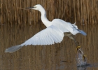 IMG_1117-Little-egret.jpg